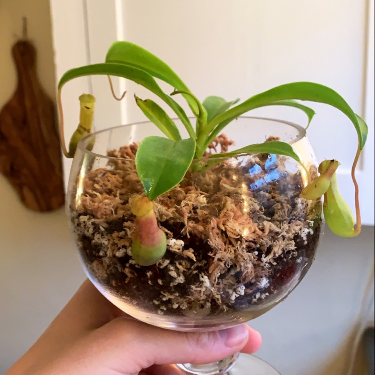 Plant image Nepenthes ventrata x