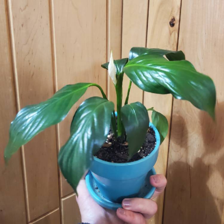 Plant image Spathiphyllum kochii