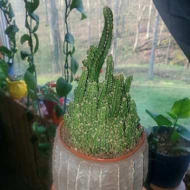 Acanthocereus tetragonus Fairy Castles syn.Cactus tetragonus, Cereus tetragonus, Cactus pentagonus, Cereus pentagonus, Acanthocereus pentagonus, Cereus acutangulus