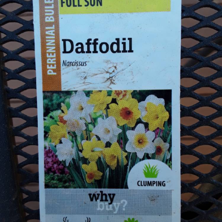 Plant image Narcissus 'Cynosure' syn. Narcissus 'Incomparabilis Albidus Leedsii'