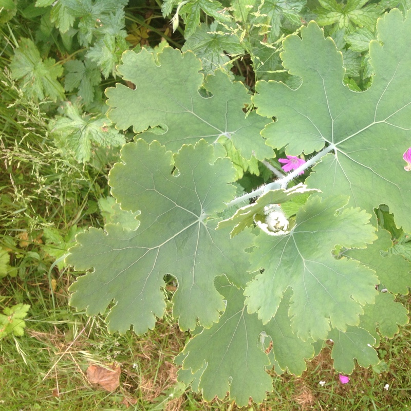 Plant image Macleaya microcarpa 'Kelway's Coral Plume'