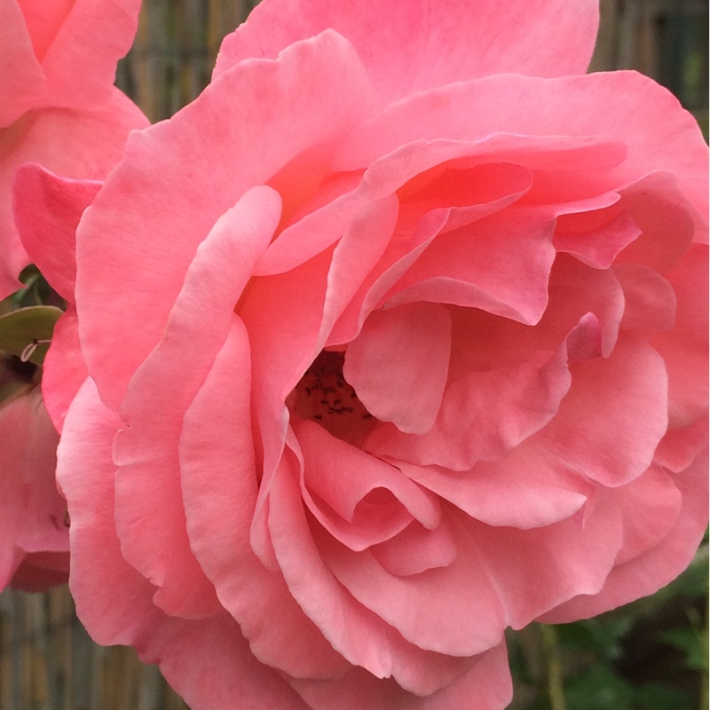 Plant image Rosa 'The Children's Rose'