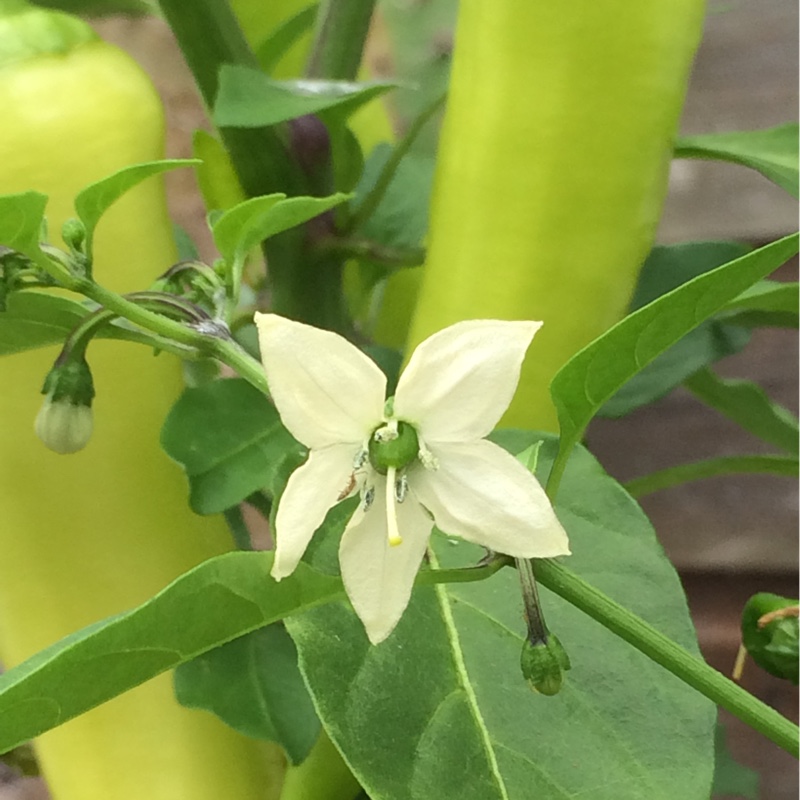 Plant image Capsicum Annuum 'Joe's Long'
