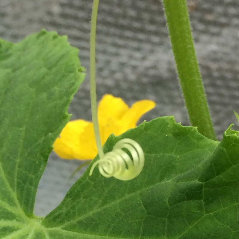 Plant image Cucumis Sativus 'Telepathy'