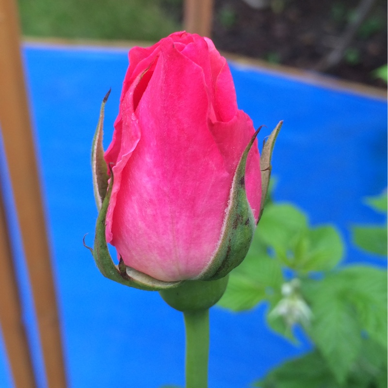 plant image 181264
