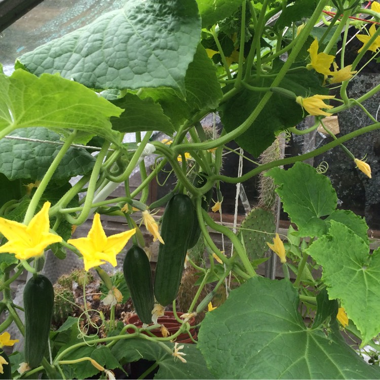 Plant image Cucumis Sativus 'Mini Stars'