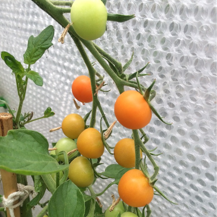 Plant image Solanum Lycopersicum 'Orange Paruche'