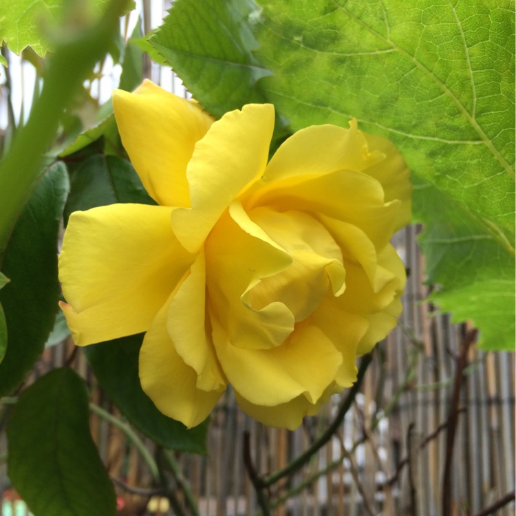 Plant image Rosa 'Old Scotch Yellow'