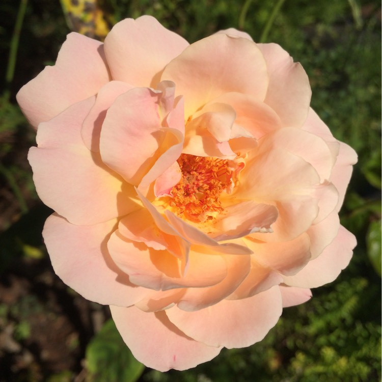 Plant image Rosa 'Infinity'