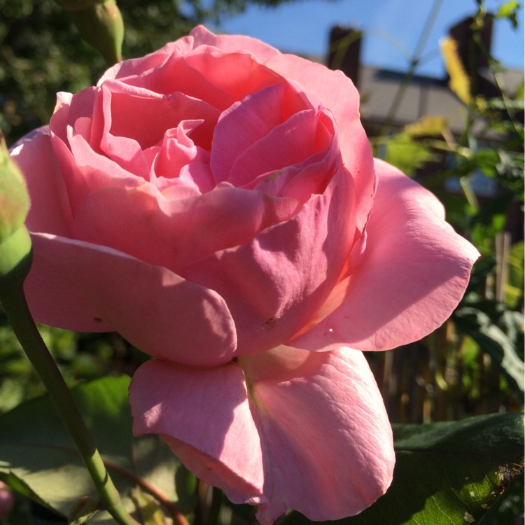 Plant image Rosa 'The Children's Rose'