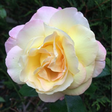 Rosa 'Madame A. Meilland' syn. Rosa 'Peace', Rosa 'Gloria Dei', Rosa 'Gioia'