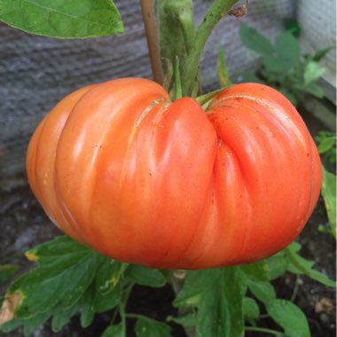 Solanum Lycopersicum 'Marmande'