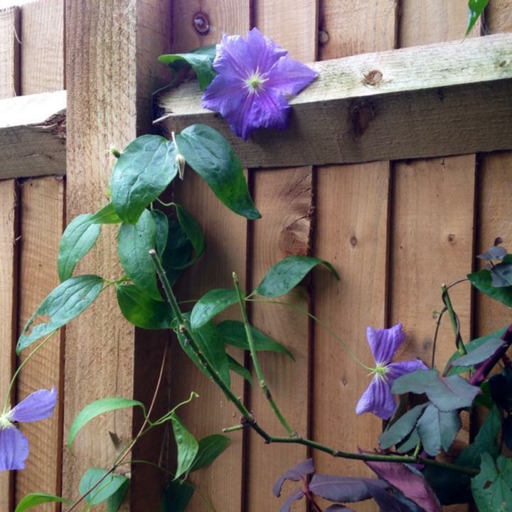 Plant image Clematis 'Blue Angel'