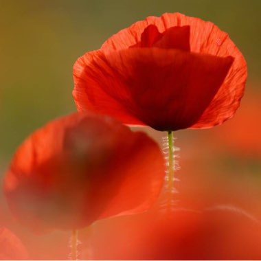 Papaver rhoeas