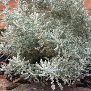 Santolina chamaecyparissus