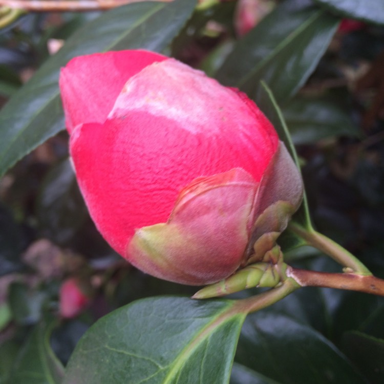 plant image 335183