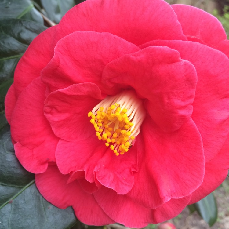 Plant image Camellia japonica 'Doctor King'