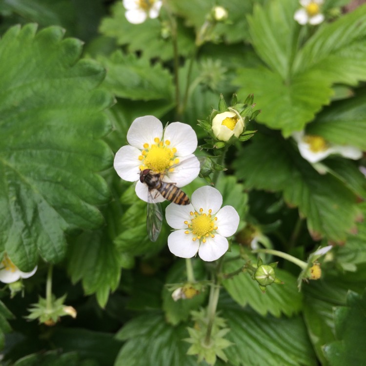 Plant image Fragaria virginiana