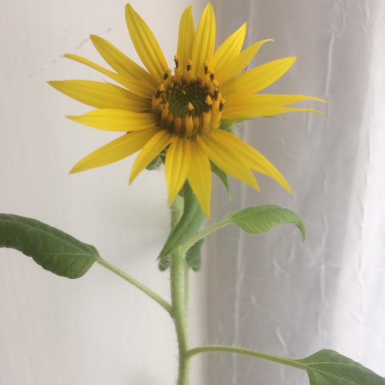 Plant image Helianthus 'maximilianii'