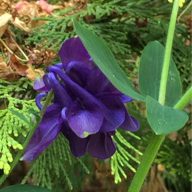 Plant image Aquilegia Vulgaris 'Purple Emperor'
