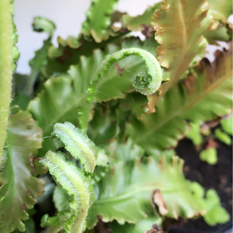 Plant image Asplenium scolopendrium 'Angustifolia'