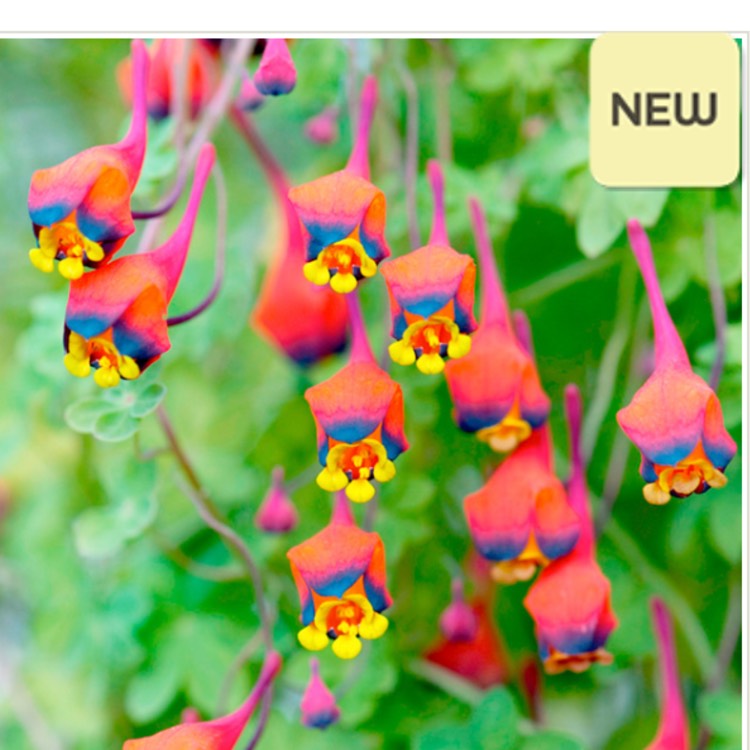 Plant image Tropaeolum tricolorum