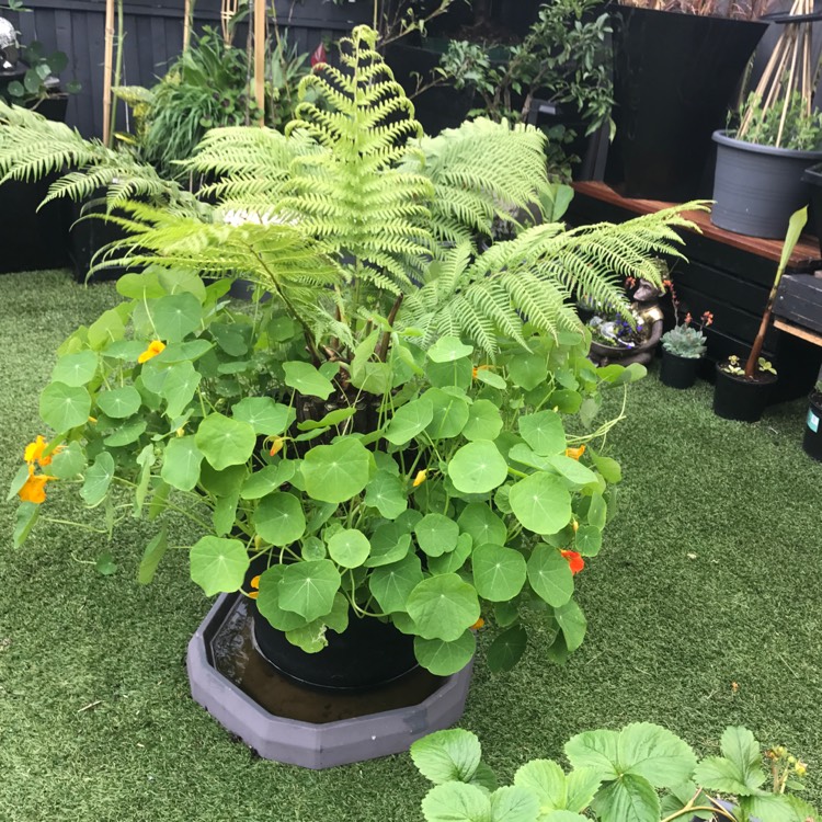 Plant image Tropaeolum majus 'Jewel Mix' (Mix)