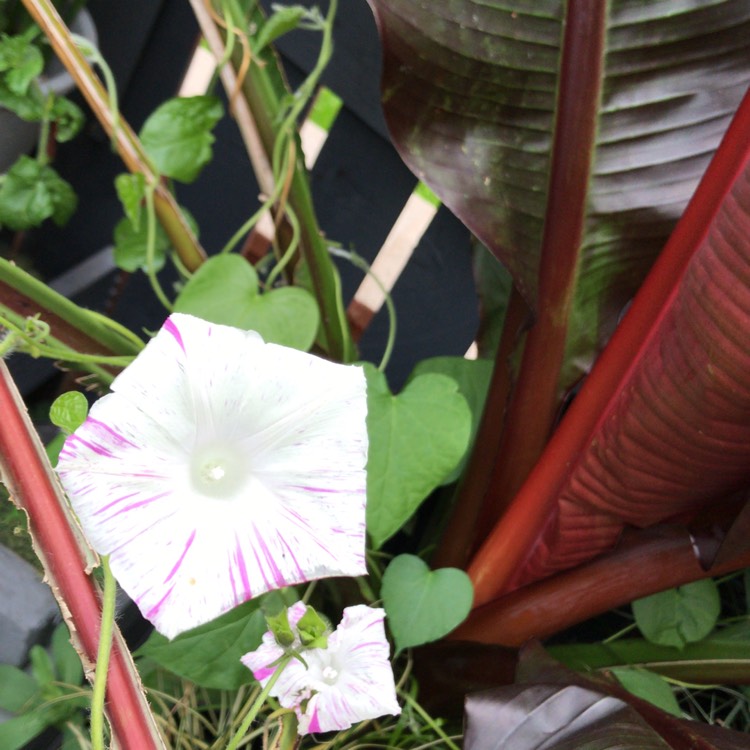 Plant image Ipomoea purpurea 'Carnival de Venezia'