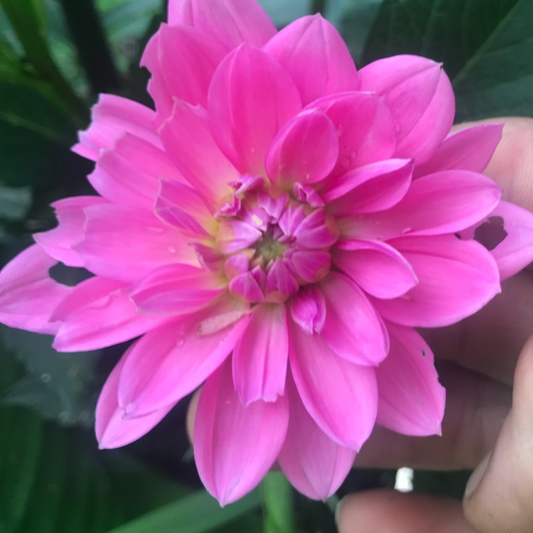 Plant image Dahlia 'Karma Fuchsiana'
