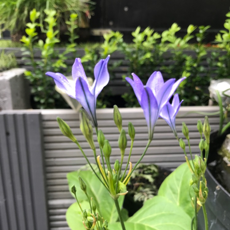 plant image 822373 plant image 822373