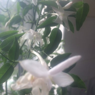 Summer Jasmine