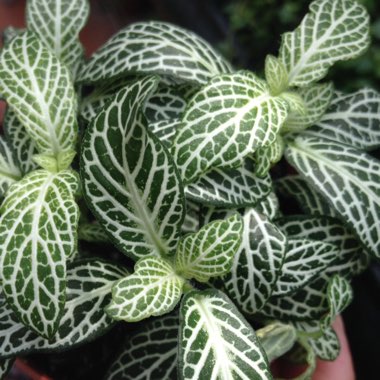 Nerve Plant 'White Anne'