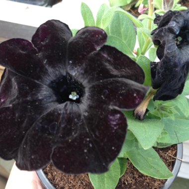 Petunia 'Black Satin'