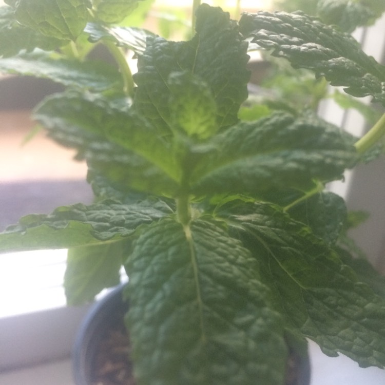 plant image 398783