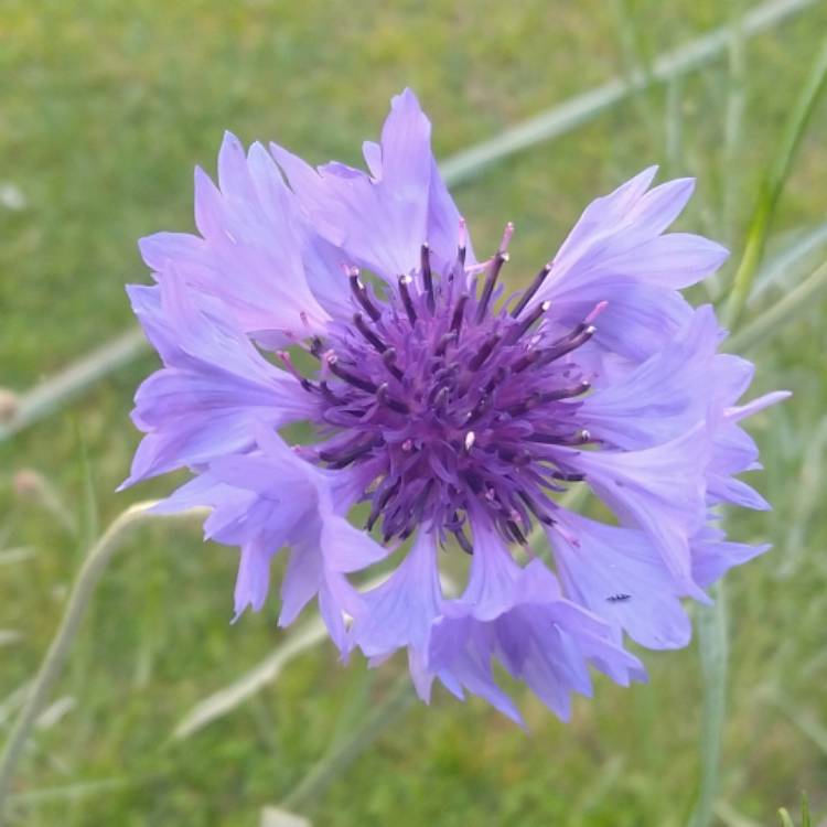 plant image 1285338 plant image 1285338