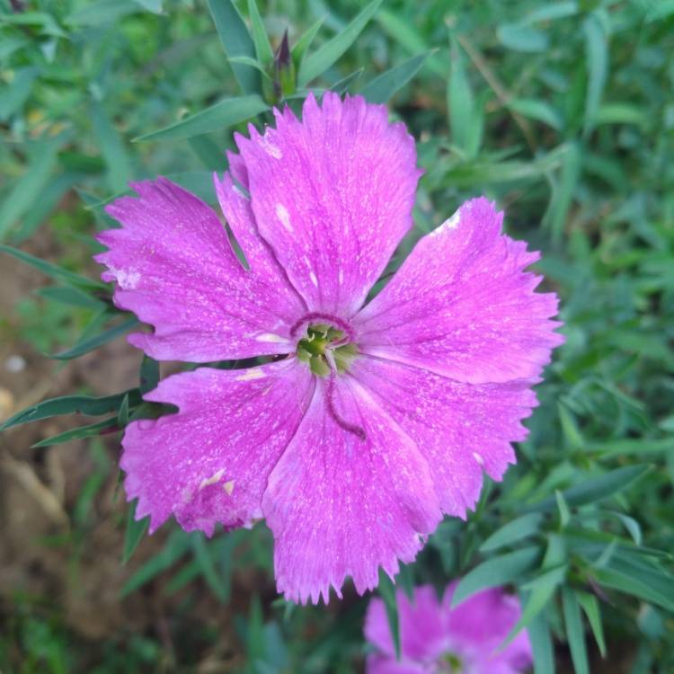 Plant image Dianthus chinensis x barbatus