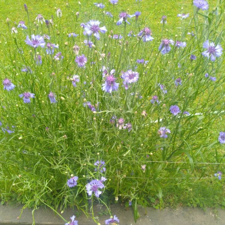 plant image 1316008 plant image 1316008