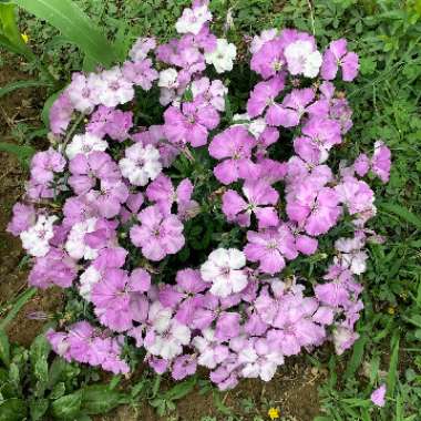 Sweet William