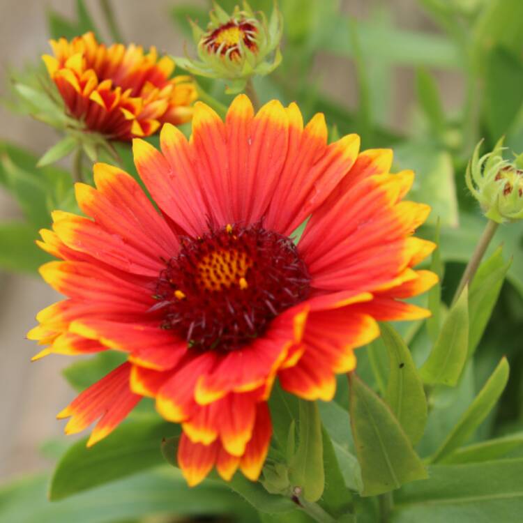 Plant image Gaillardia x grandiflora 'Sunset Cutie' (Sunset Dwarf Series)