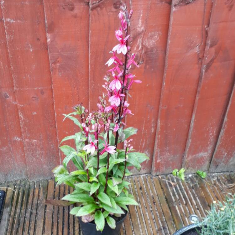 Plant image Lobelia speciosa 'Starship Deep Rose'