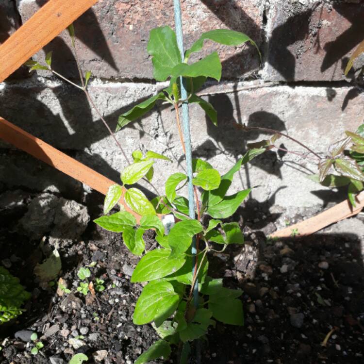 Plant image Clematis 'Margaret Hunt'