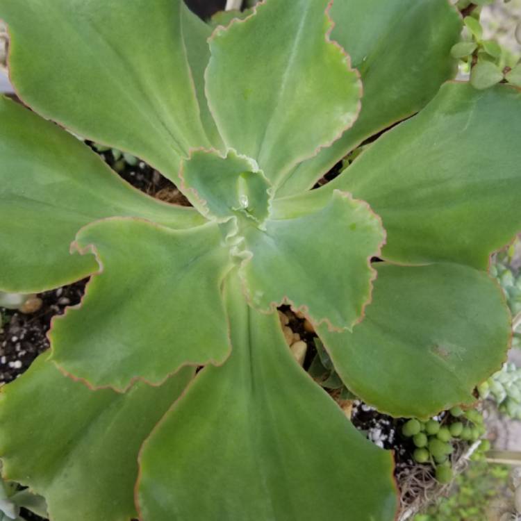plant image 911621 plant image 911621