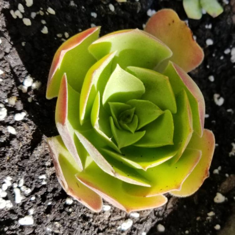 Plant image Aeonium Canariensis Giant Velvet Rose