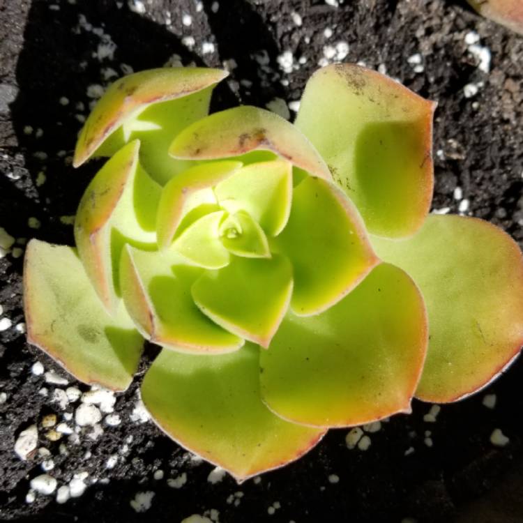 Plant image Aeonium Canariensis Giant Velvet Rose