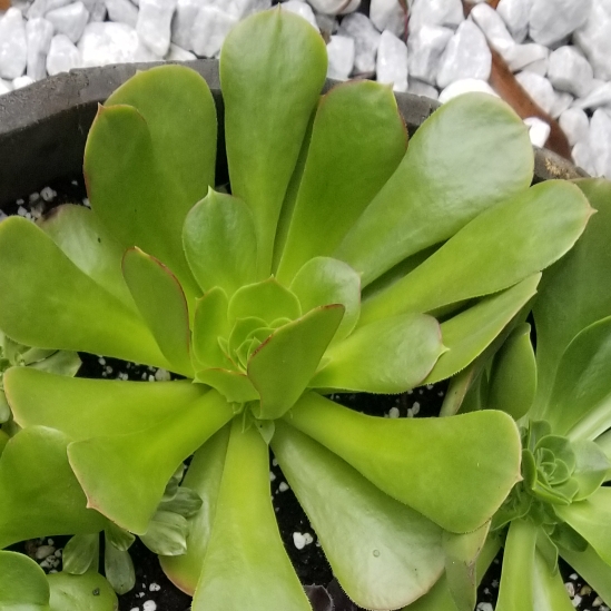 plant image 911755