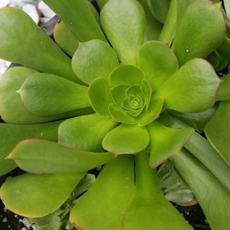Plant image Aeonium Canariensis Giant Velvet Rose