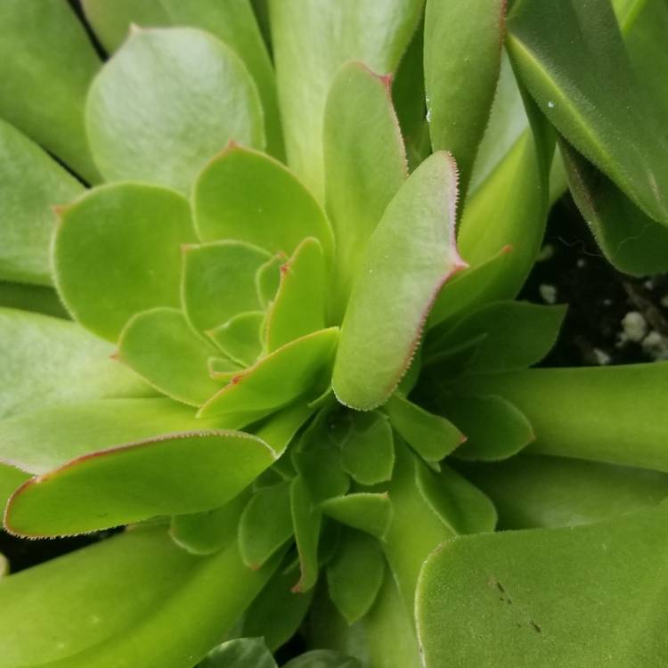 Plant image Aeonium Canariensis Giant Velvet Rose