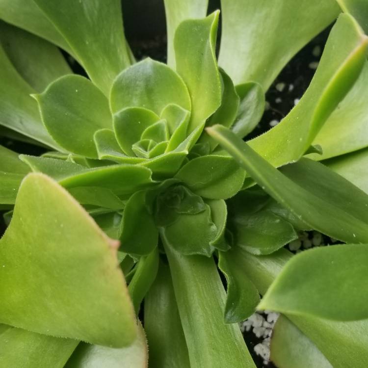 Plant image Aeonium Canariensis Giant Velvet Rose
