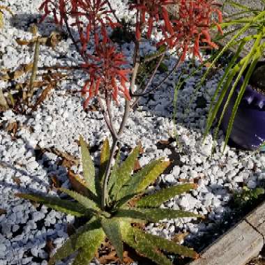 Aloe