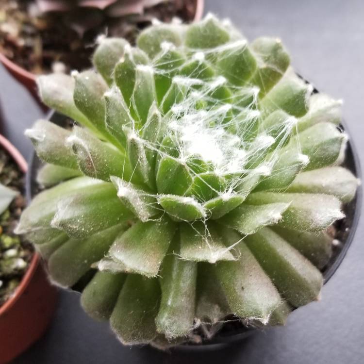 plant image 929040